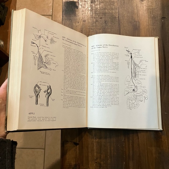 Grant's Atlas of Anatomy - 6th Edition - Vintage 1972 Illustrated Medical Book - Picture 7 of 16